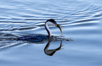 Western grebe