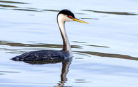 Western grebe
