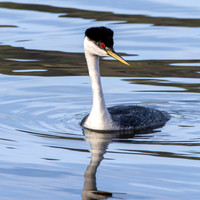 Western grebe