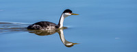 Western grebe