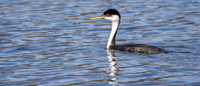 Western grebe