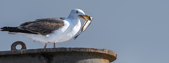 Western gull