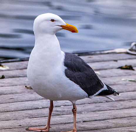 Western gull