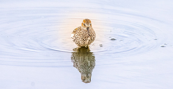 Western sandpiper