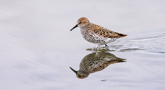 Western sandpiper
