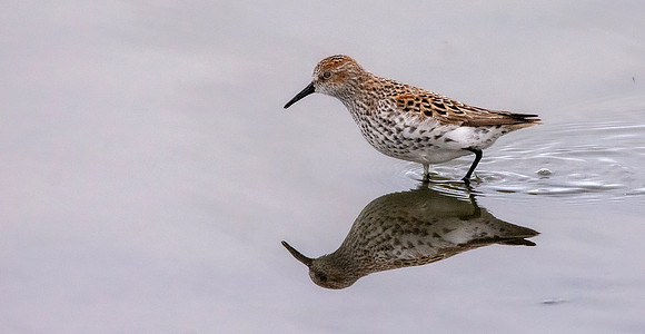 Western sandpiper