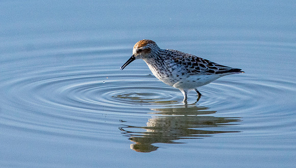 Western sandpiper