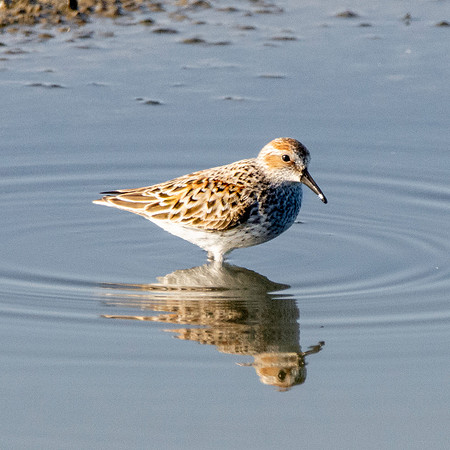 Western sandpiper