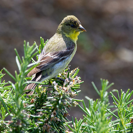 Western tanager