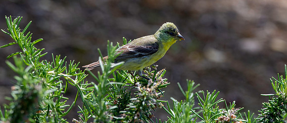 Western tanager