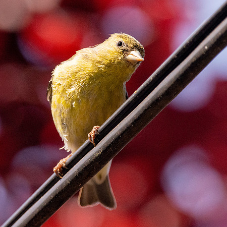 Western tanager