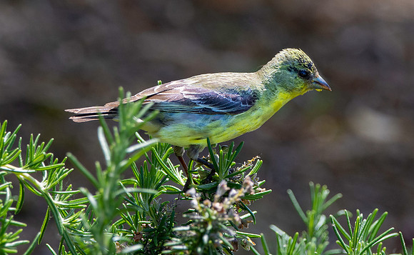 Western tanager