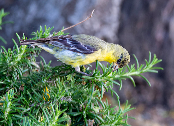 Western tanager