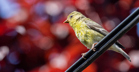 Western tanager