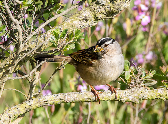 White crowned sparrow