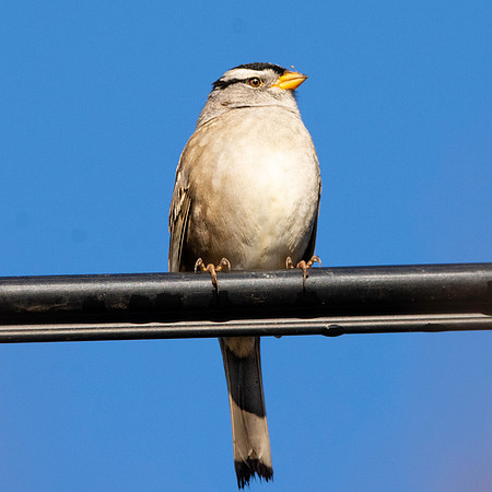 White crowned sparrow
