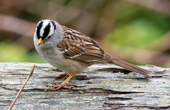 White crowned sparrow
