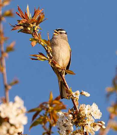 White crowned sparrow