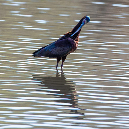 White faced ibis