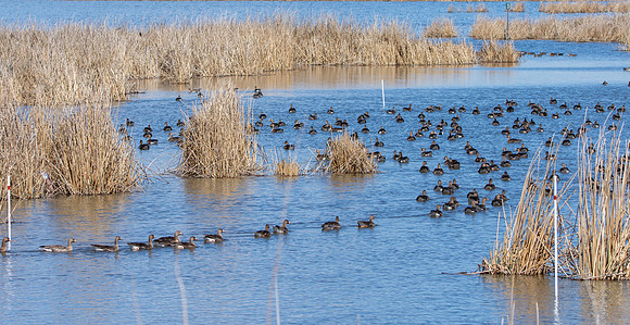 White fronted goose
