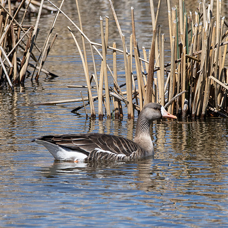 White fronted goose