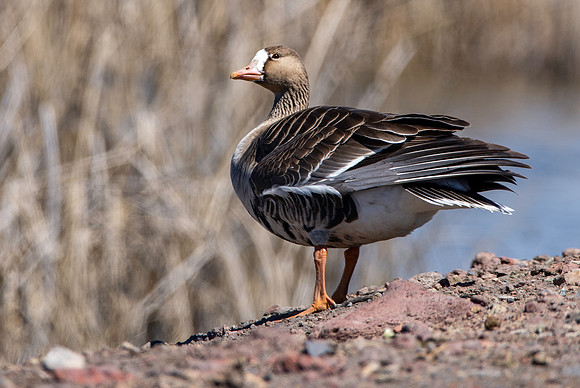 White fronted goose