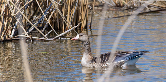 White fronted goose