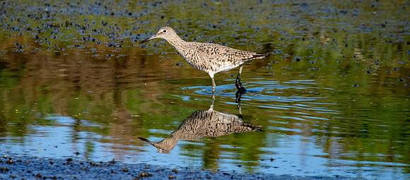 Willet