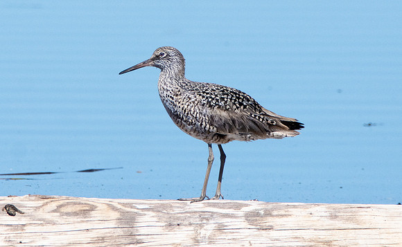 Willet