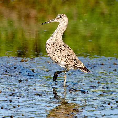 Willet