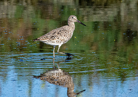 Willet