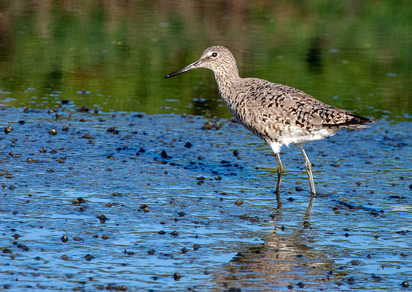 Willet