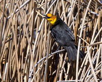 Yellow headed blackbird, male
