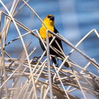 Yellow headed blackbird, male
