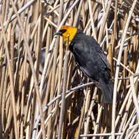 Yellow headed blackbird, male