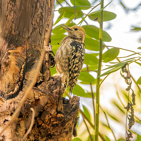 Yellow crowned woodpecker, female