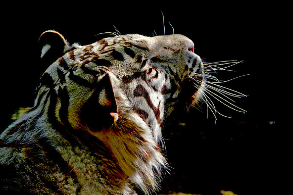 White tiger
