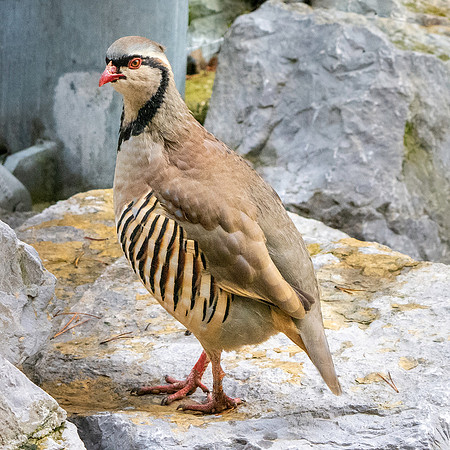 Alpine rock partridge