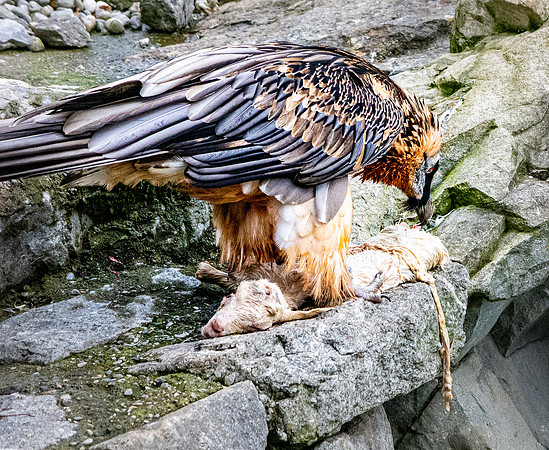 Bearded vulture / lammergeier