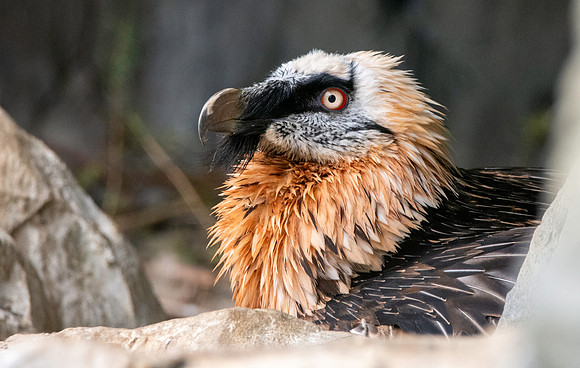 Bearded vulture / lammergeier
