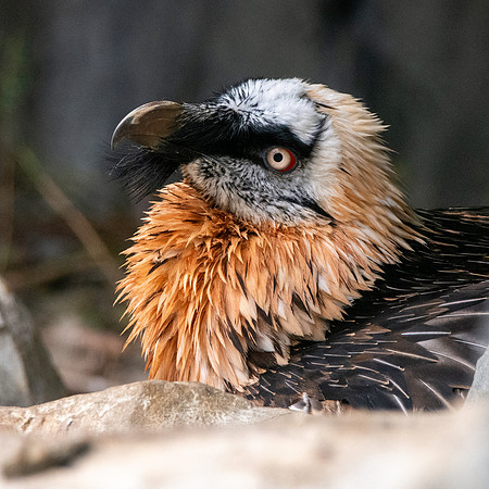 Bearded vulture / lammergeier