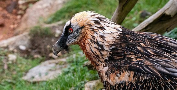 Bearded vulture / lammergeier