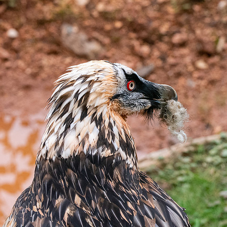 Bearded vulture / lammergeier