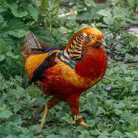 Golden pheasant