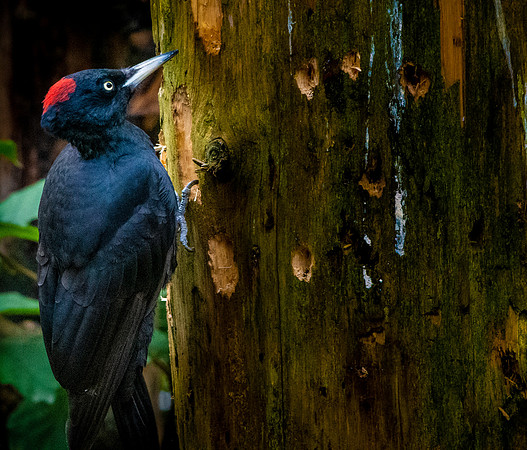 Black woodpecker