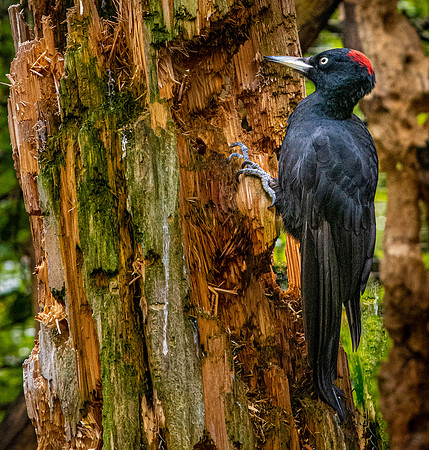 Black woodpecker