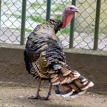 Bronzed turkey