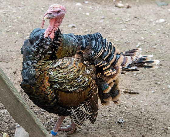 Bronzed turkey