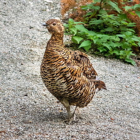 Capercaillie, female