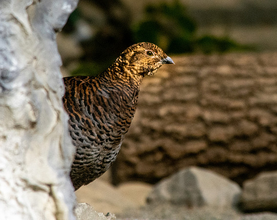 Capercaillie, female
